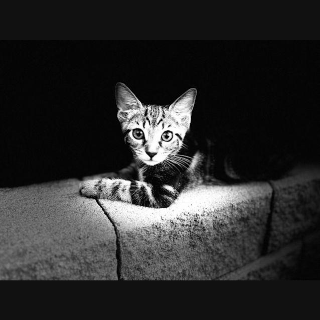 Photo of Bo Katan   8 Week Old Domestic Short Hair (Trial)