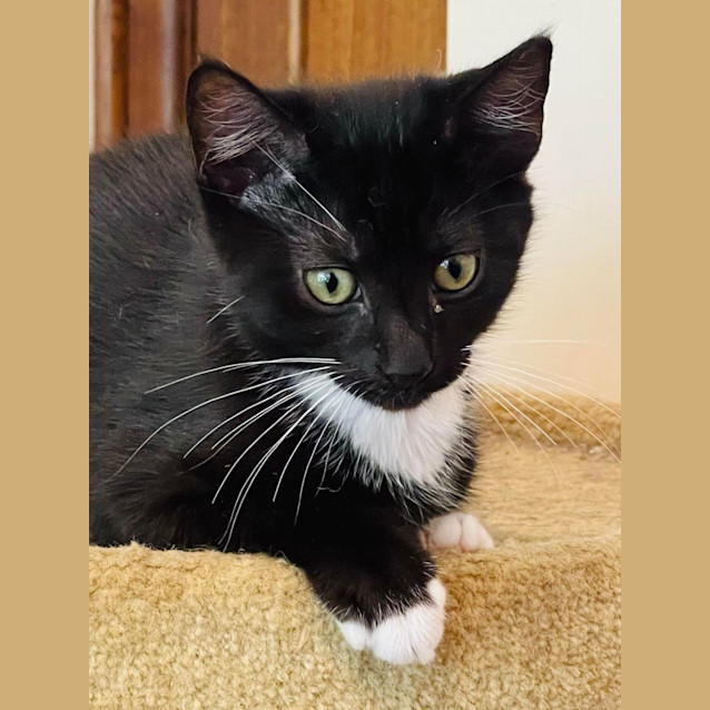 Photo of Inigo   Located In Preston 