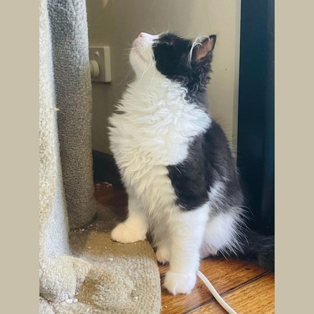 Photo of Moose   Located In Preston