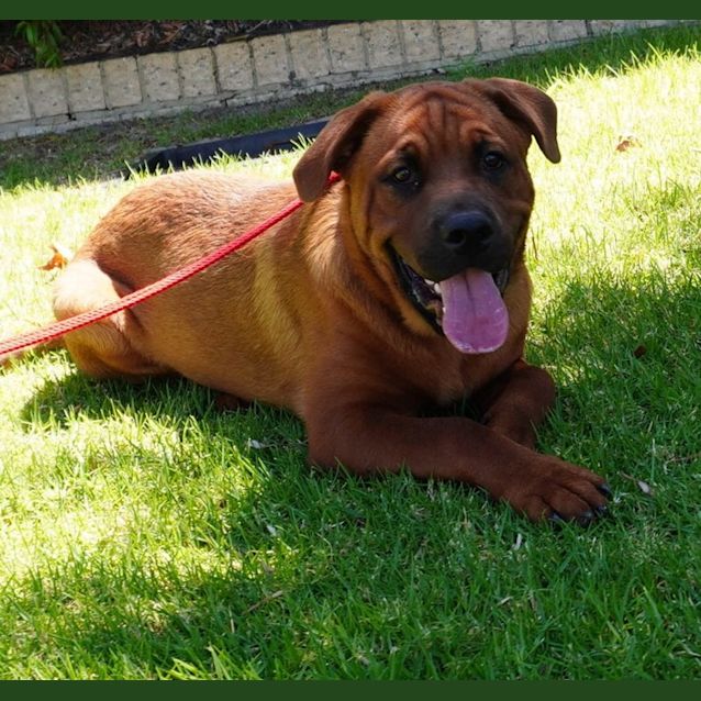 Photo of Maverick