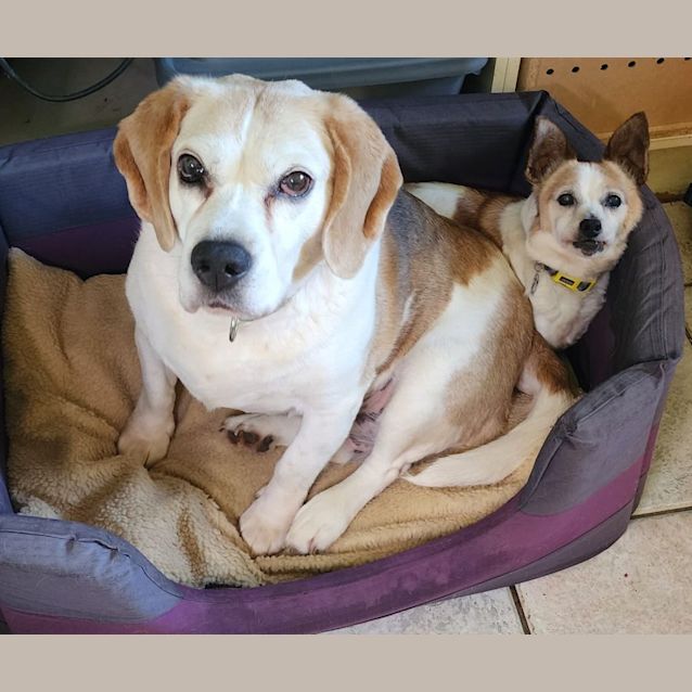 Photo of Boo And Dash