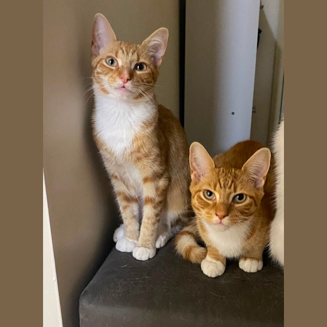 Photo of Lotus & Biscoff 