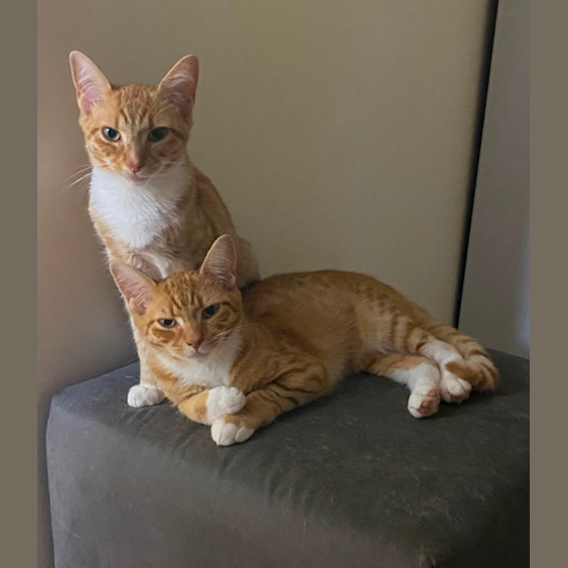 Photo of Lotus & Biscoff 