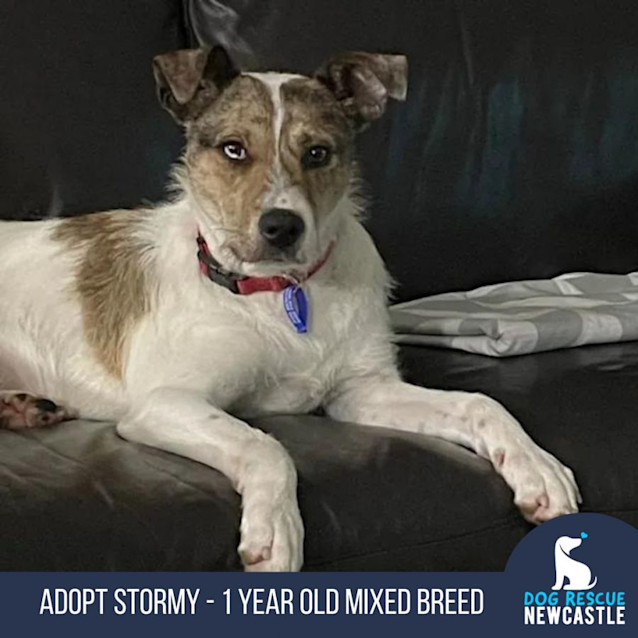Photo of Stormy   1 Year Old Mixed Breed