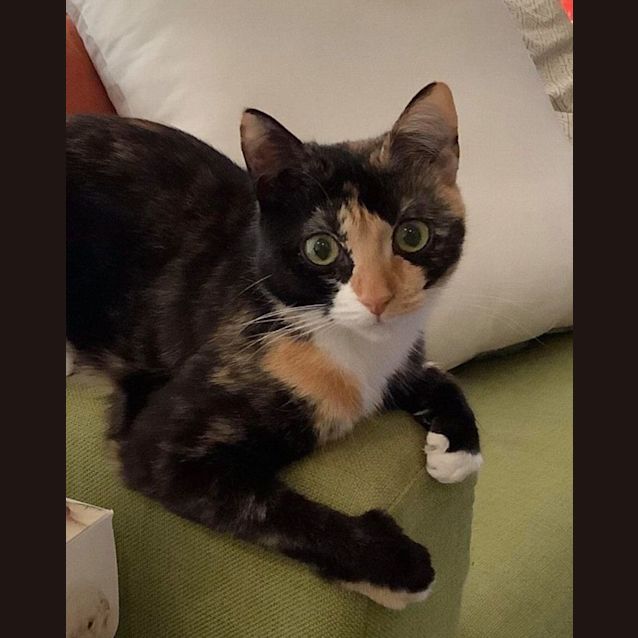 Photo of Choccy