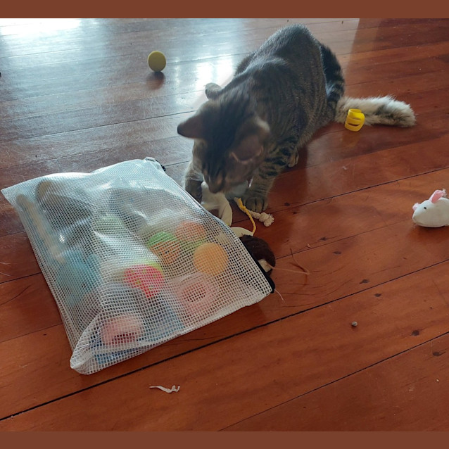 Photo of Gizmo