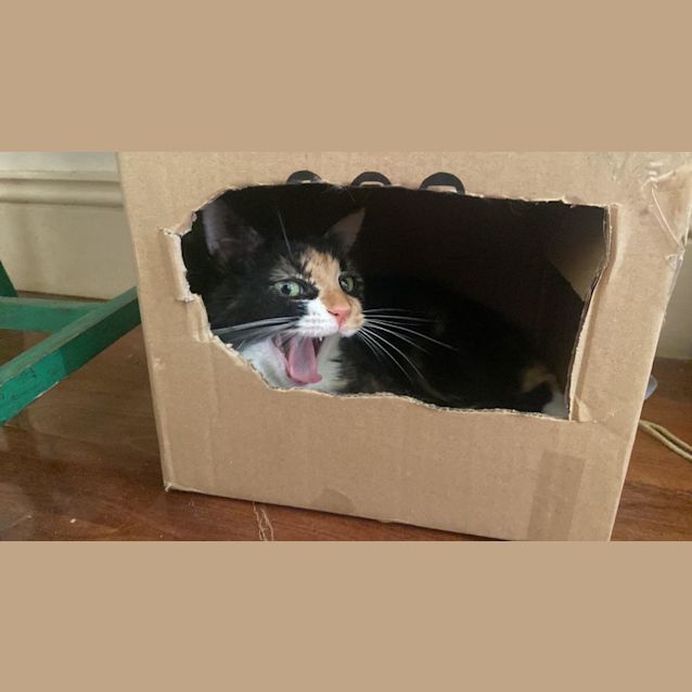 Photo of Choccy