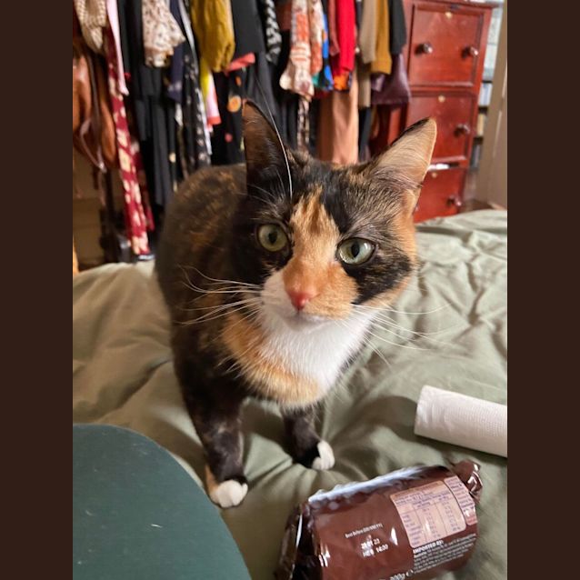 Photo of Choccy