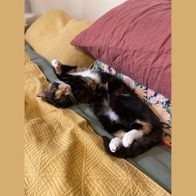 Photo of Choccy