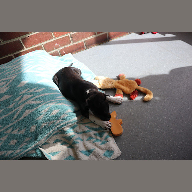 Photo of Bella