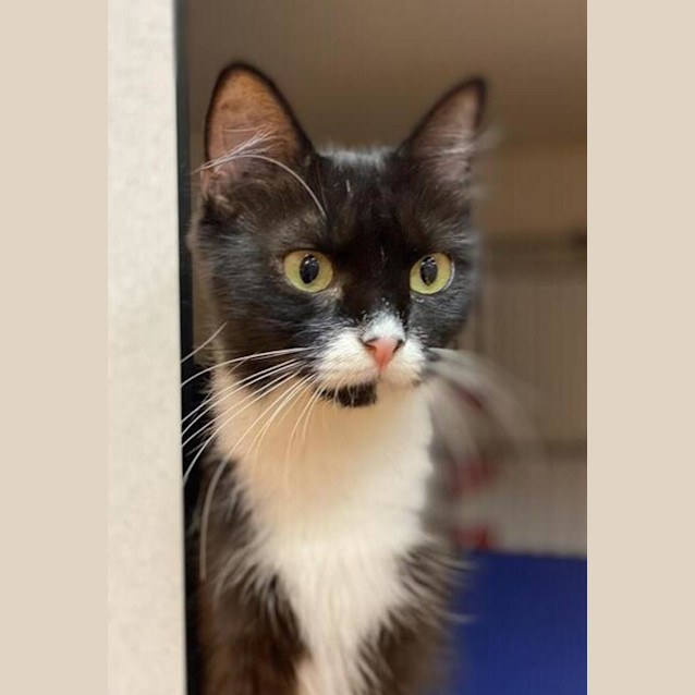 Photo of Tulip
