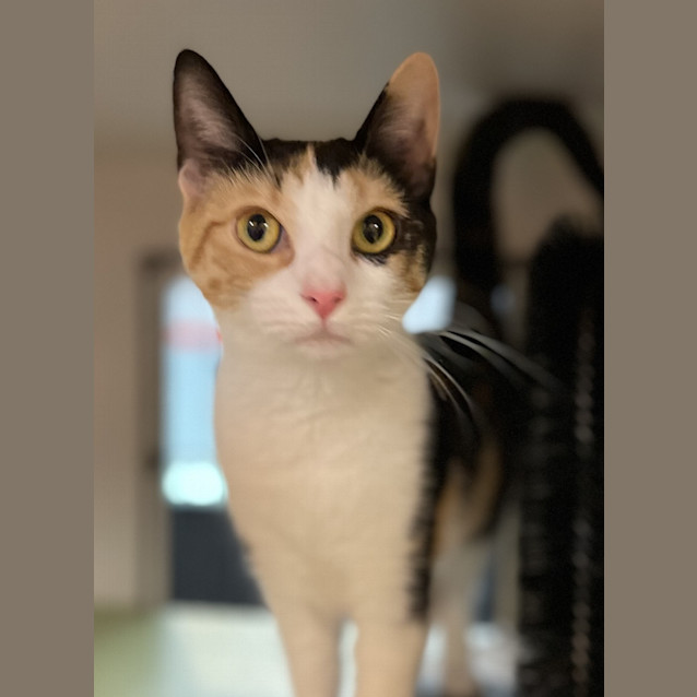 Photo of Jewel 