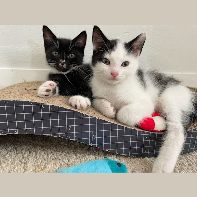 Photo of Chocolate (And Oreo)