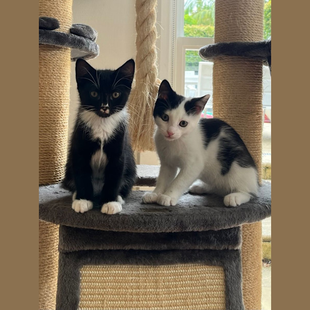 Photo of Oreo (And Chocolate)