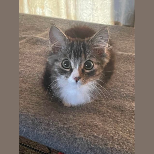 Photo of Skinny Spice