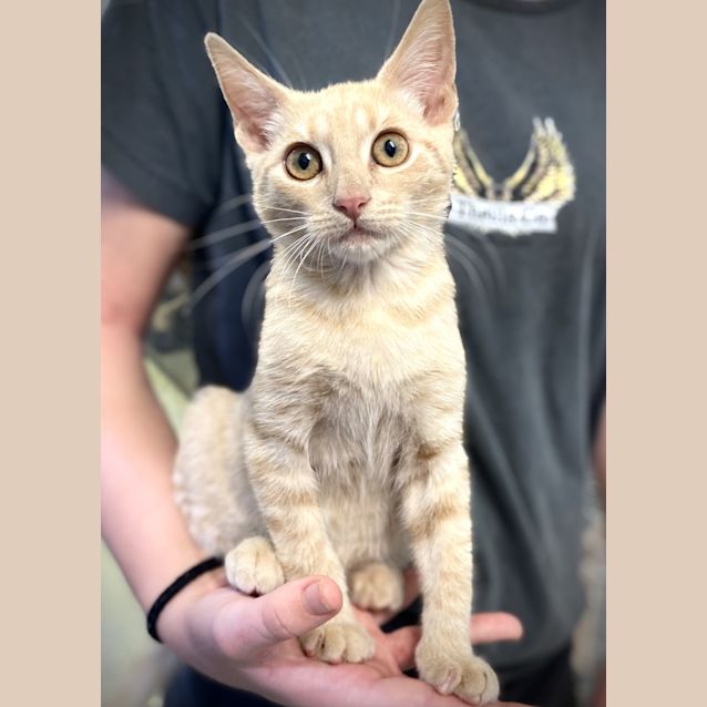 Photo of Tonka