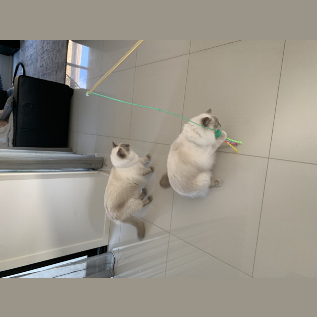 Photo of Theo (Was Oscar)