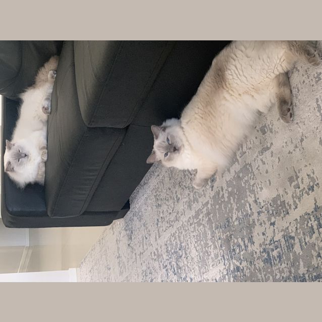 Photo of Ziggy (And Oscar)
