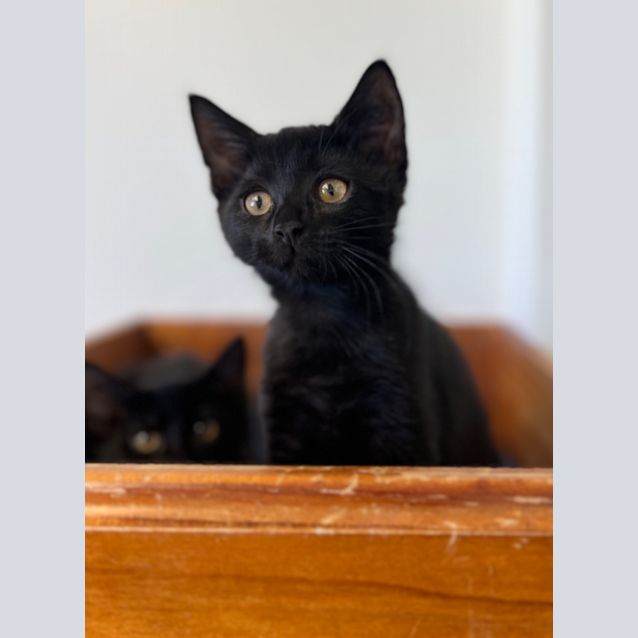 Photo of Sooty