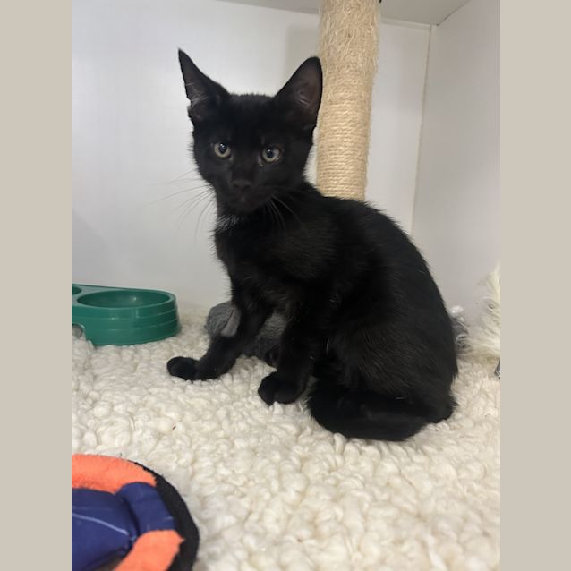 Photo of Snowflake