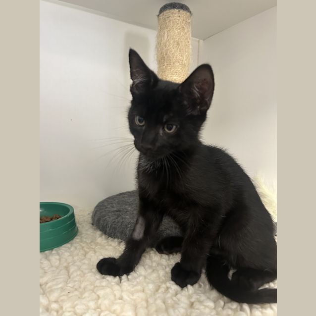Photo of Snowflake