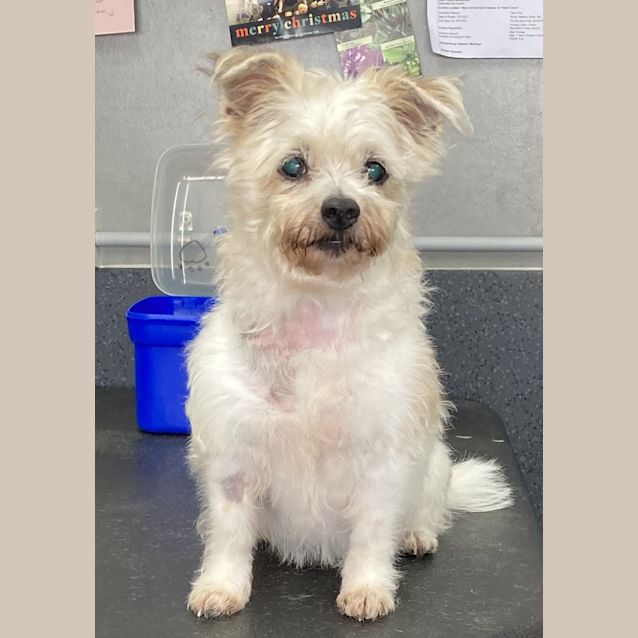 Photo of Bella