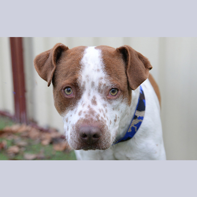 Photo of Buddy
