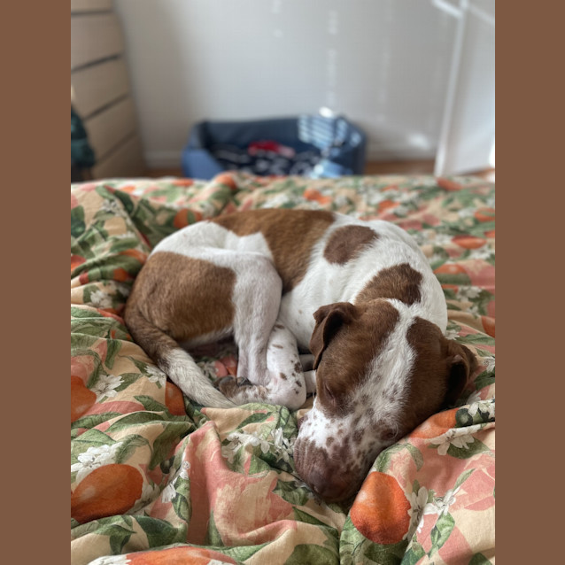 Photo of Buddy