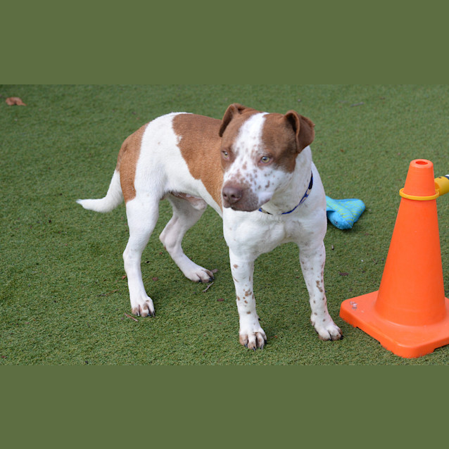 Photo of Buddy