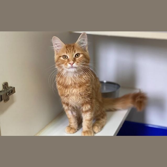 Photo of Angus