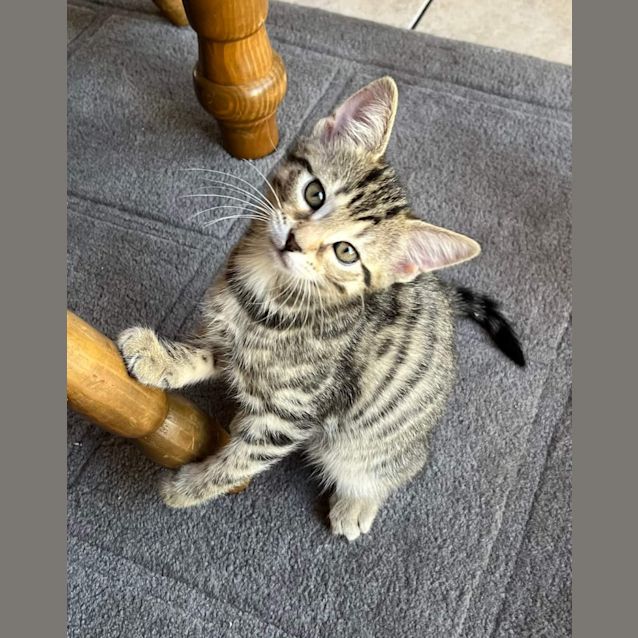 Photo of Ripley