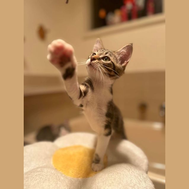 Photo of Splice 🍦🍋