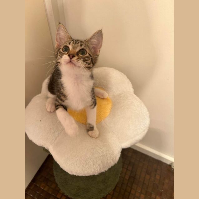 Photo of Splice 🍦🍋