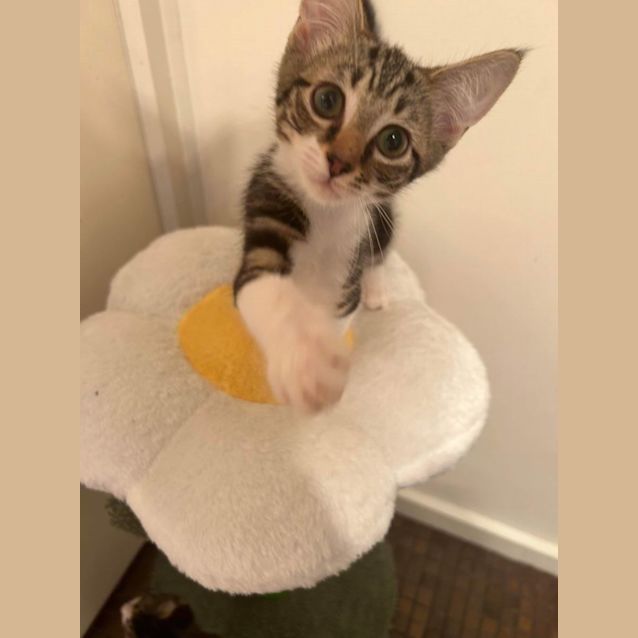 Photo of Splice 🍦🍋