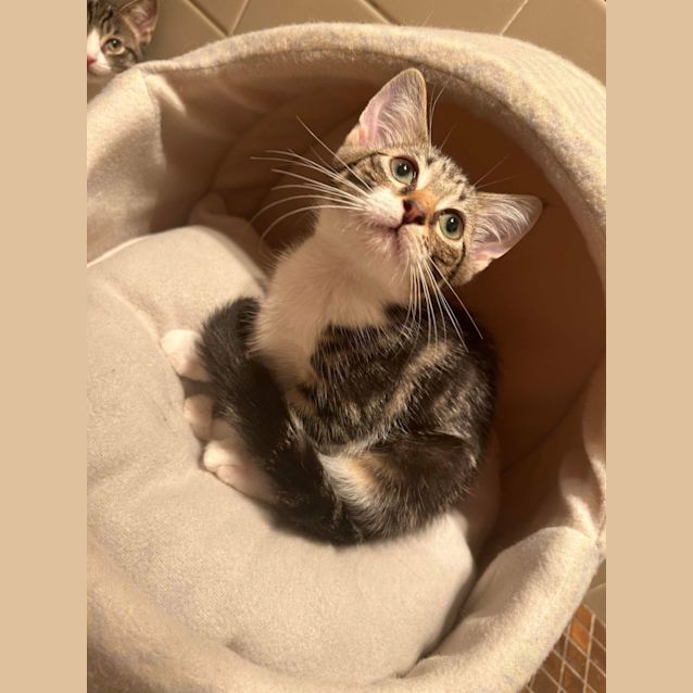 Photo of Splice 🍦🍋