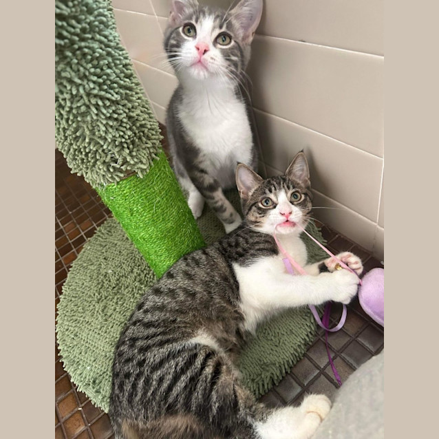 Photo of Cornetto 🍦🍫