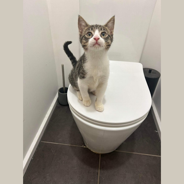 Photo of Cornetto 🍦🍫