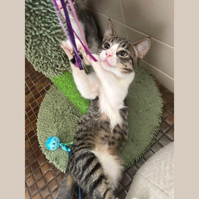 Photo of Cornetto 🍦🍫