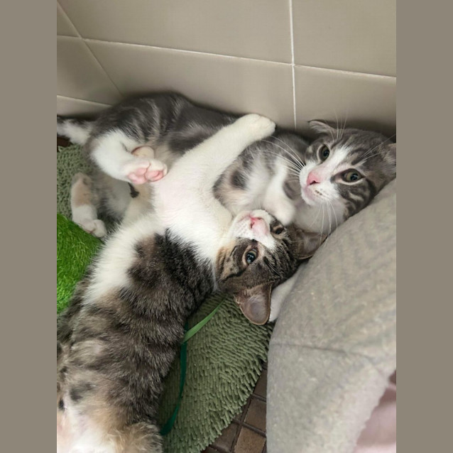 Photo of Cornetto 🍦🍫