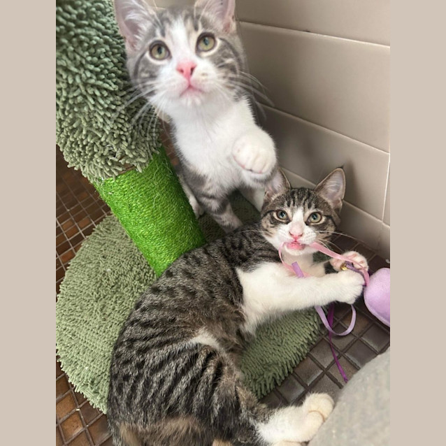 Photo of Cornetto 🍦🍫