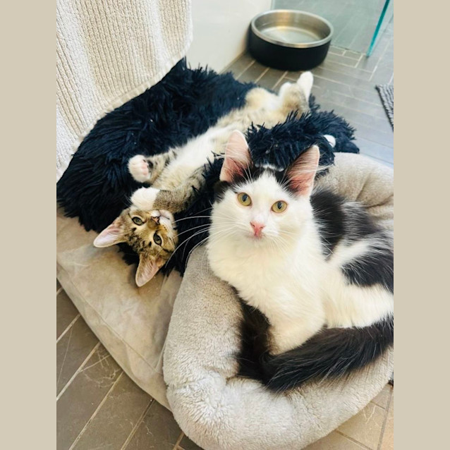 Photo of Curly