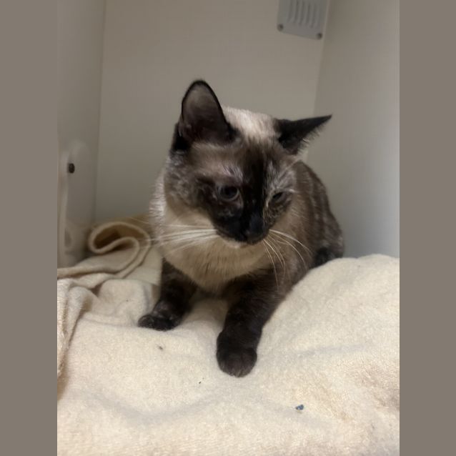 Photo of Milo