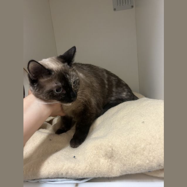 Photo of Milo