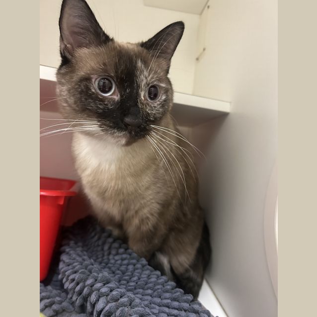Photo of Milo