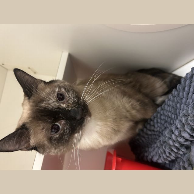 Photo of Milo
