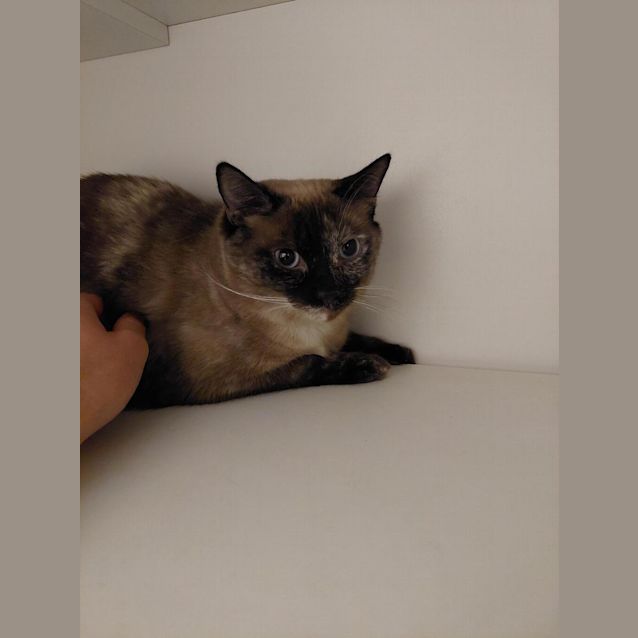 Photo of Milo