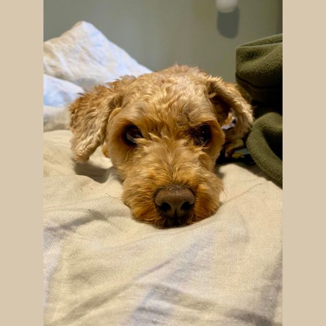 Photo of Murphy   6 Year Old Maltese X Poodle (Trial)