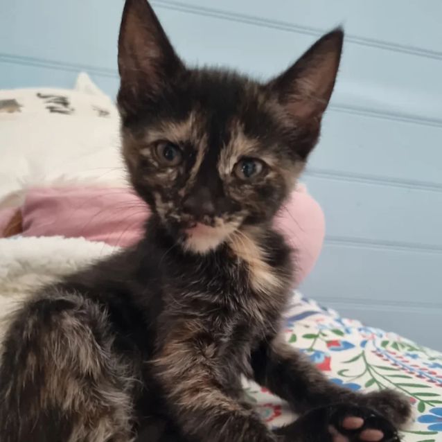 Photo of Violet🐈‍⬛️