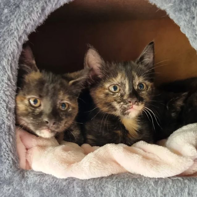 Photo of Violet🐈‍⬛️