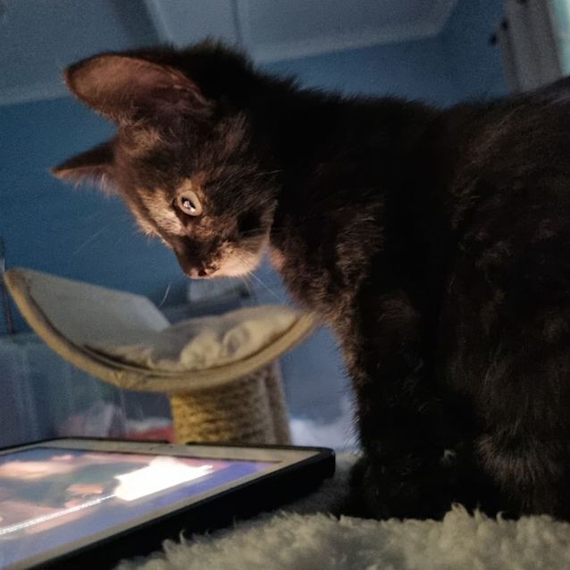 Photo of Violet🐈‍⬛️